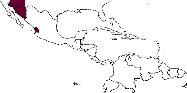 map of Pseudisobrachium otiosum     Evans, 1961